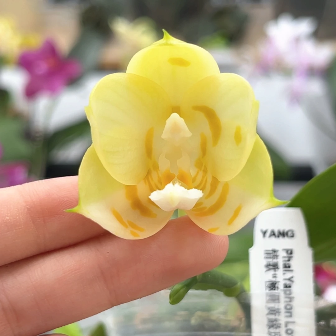 完全开放2.5寸雅风情歌开花株