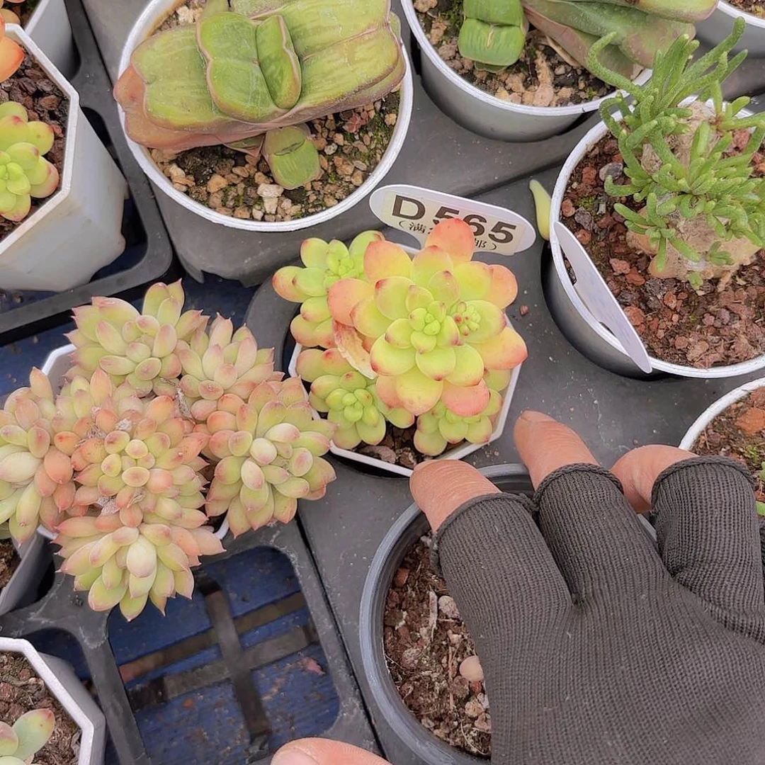 D565香格里拉yi wu yi pai