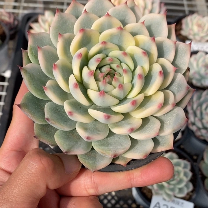 吉娃娃锦多肉植物A2564