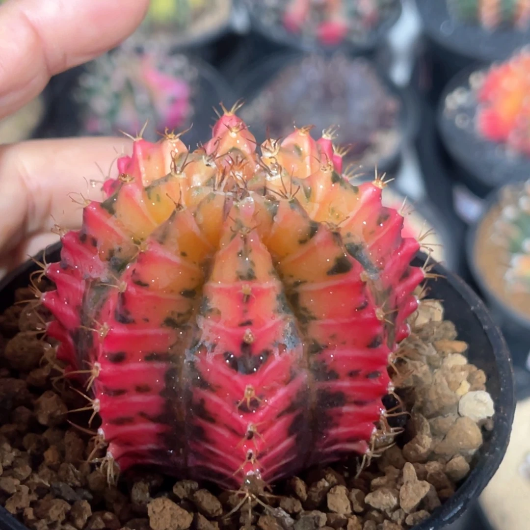 鸣**时实生专哈哈哈哈哈哈哈