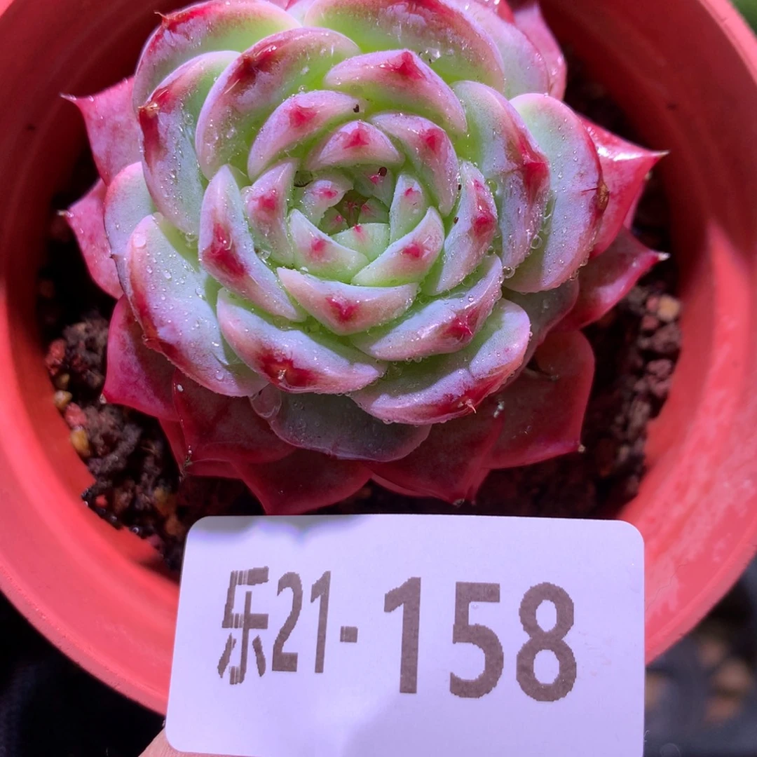 乐然21-158 天鹅绒