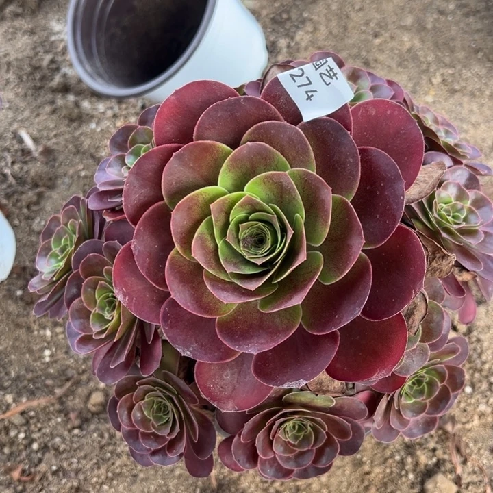 魅金玫瑰手捧多肉植物274