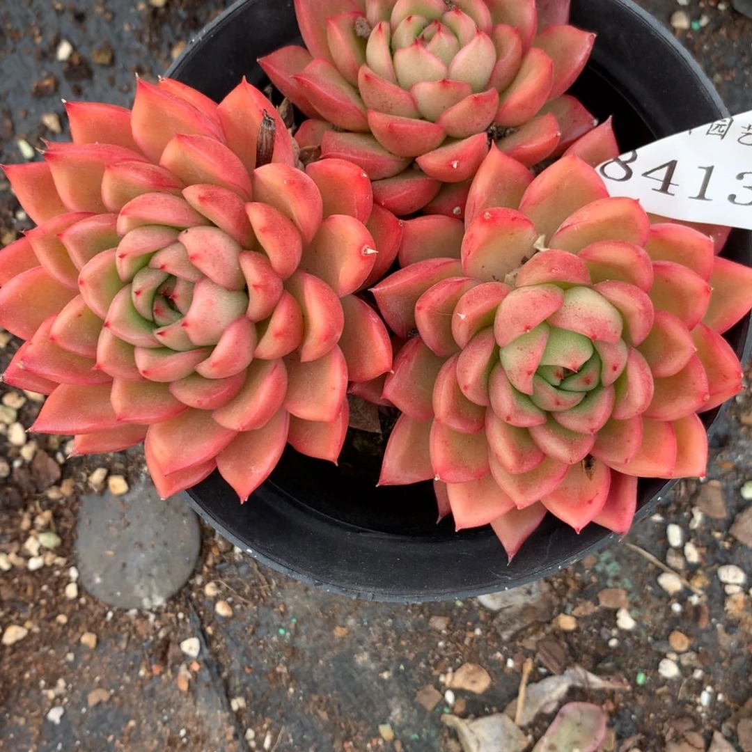 8413杂交多肉老桩