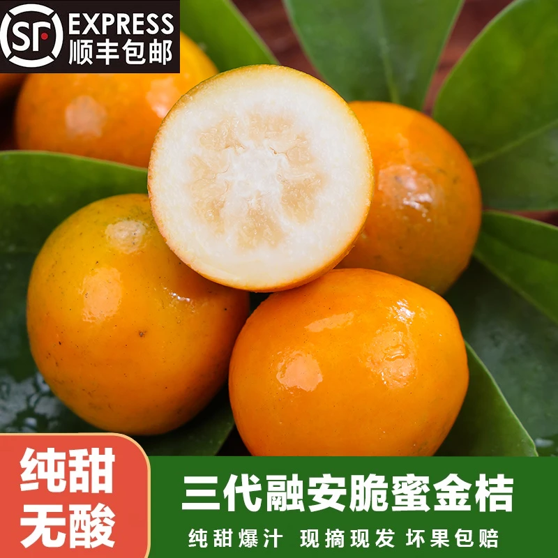 顺丰包邮【广西融安脆蜜金柑第三代金桔】新鲜现摘水果无籽纯甜爆汁