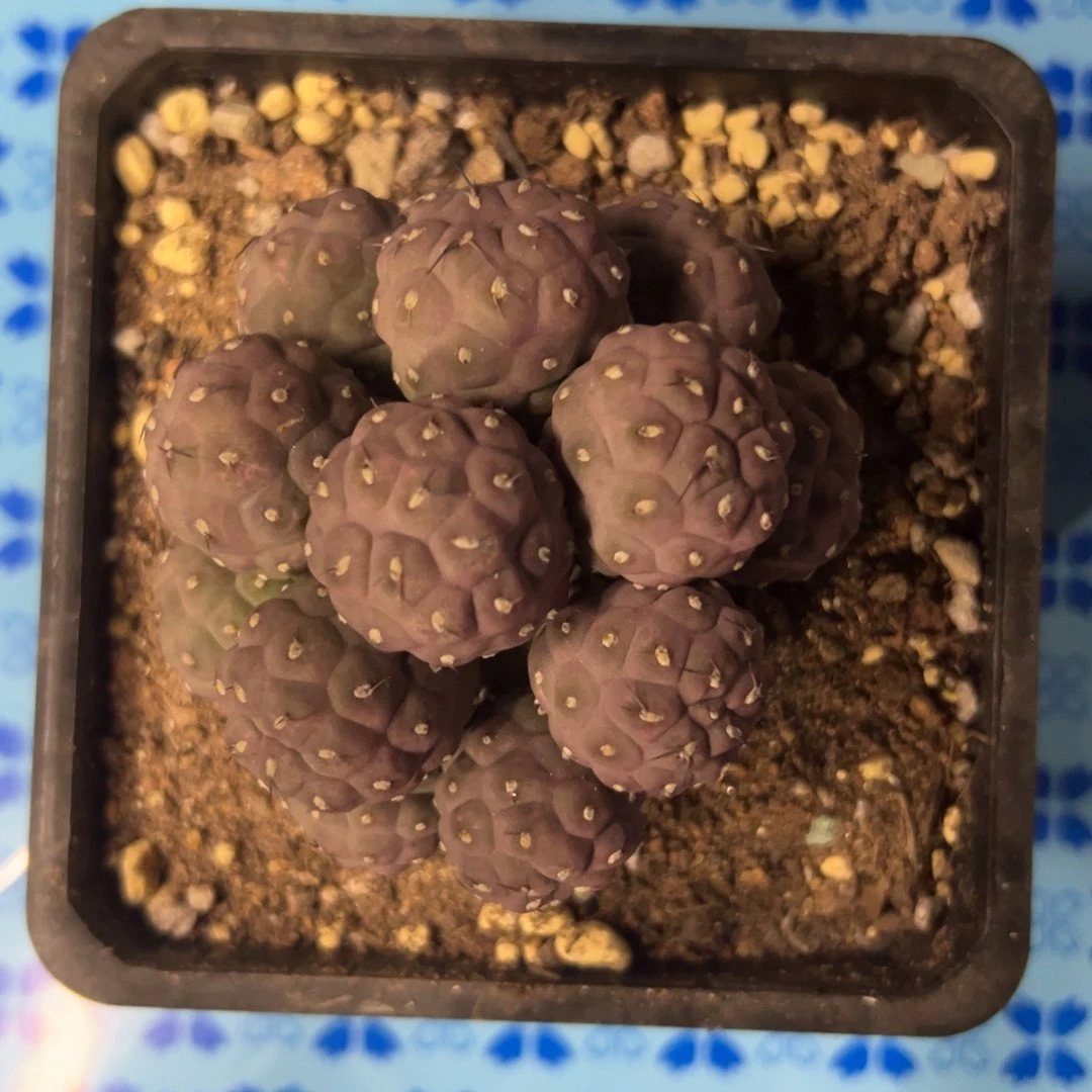 木*丶仙人球一物一拍