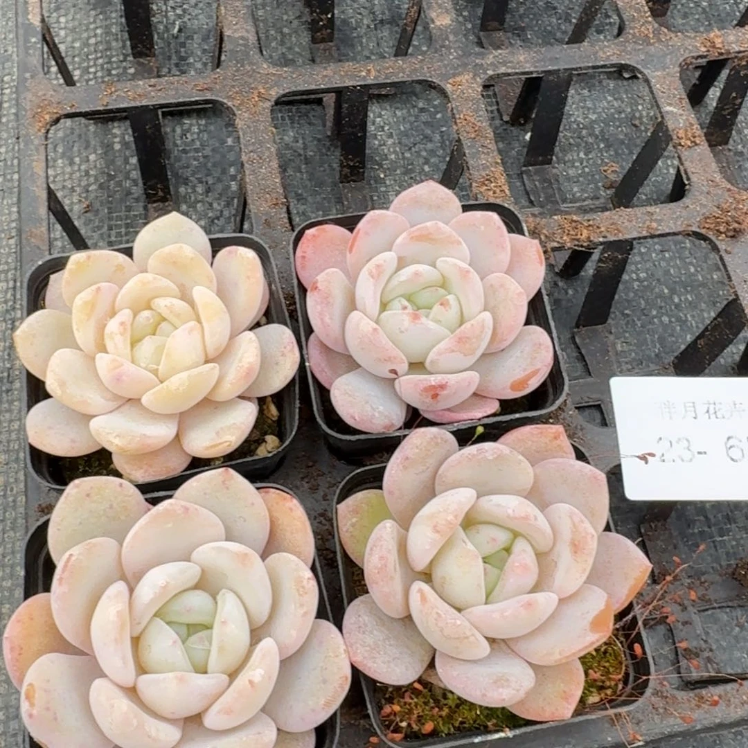 奶盖四颗量拍23-63