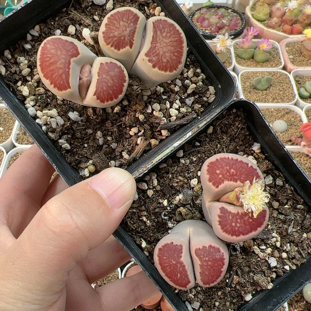 【闪购商品】274 福利