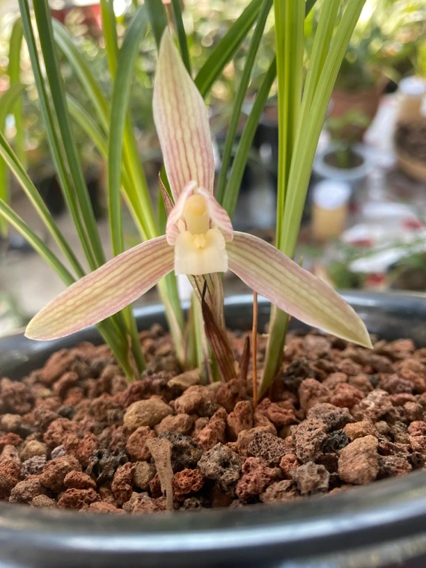 一物一拍花卉绿植