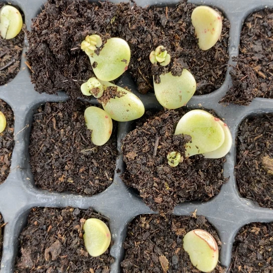 穴盘甜心舟舟t12芽苗一个