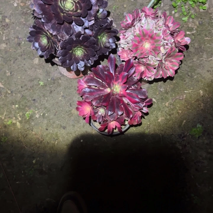 一单包邮不包侧枝84