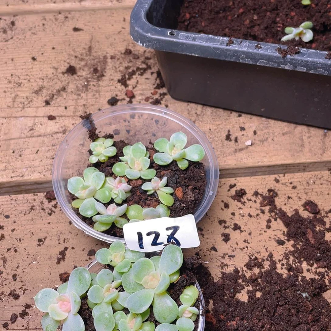 新***霸多肉植物多肉植物123
