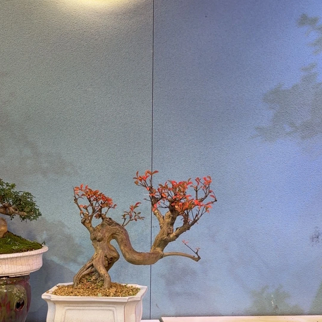 小***林无花朵红花紫薇一物一拍