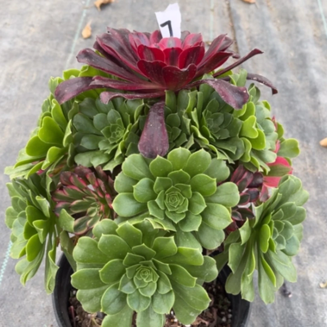 【闪购商品】7嫁接多肉法师