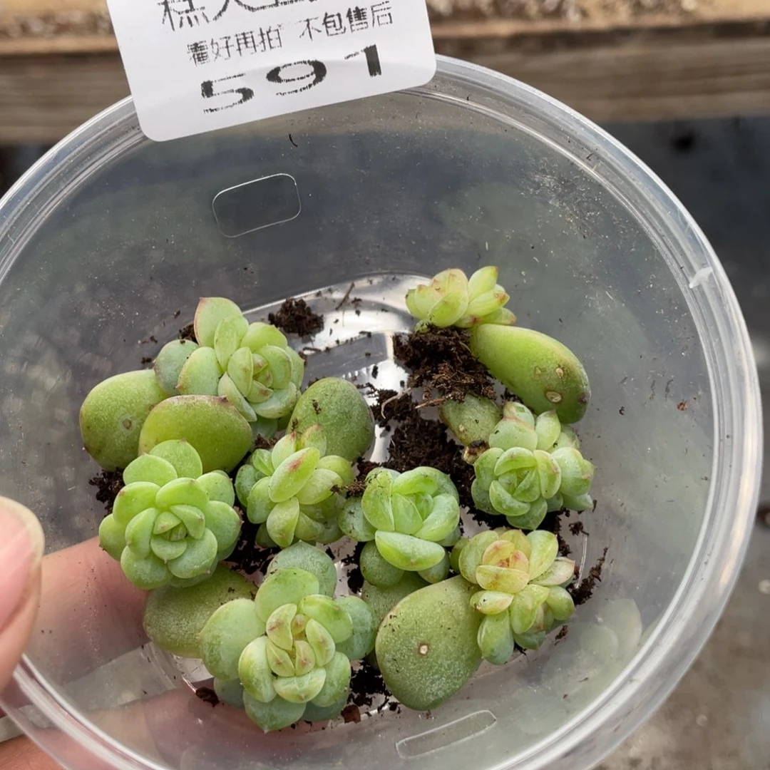 糕大上多肉植物591