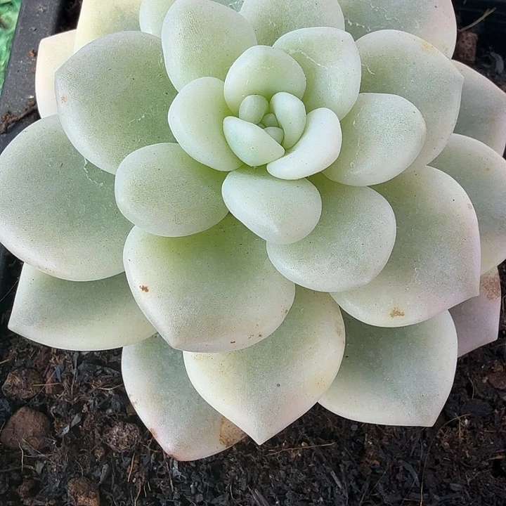 若桃锦多肉锦植物