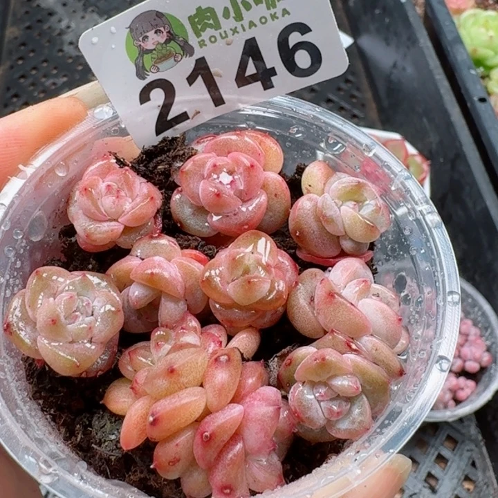 多肉植物多肉植物