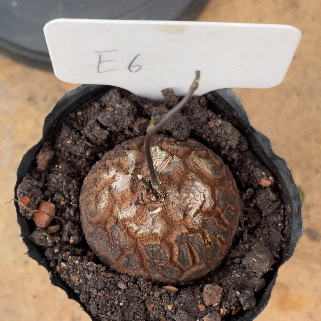 C***生C先生，换盆发12346