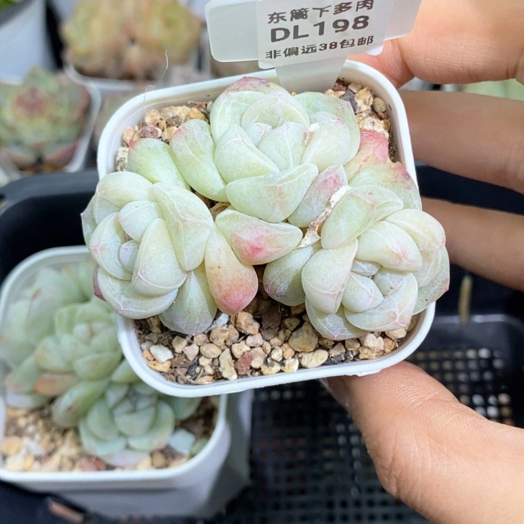 嫋*198东篱下多肉植物盆栽