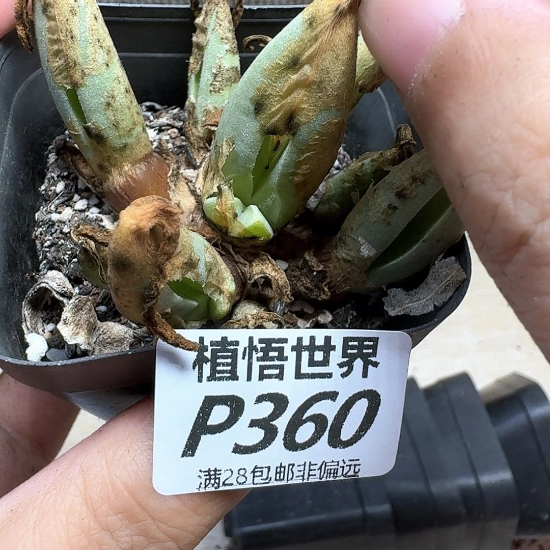 多肉植物的润泽的多