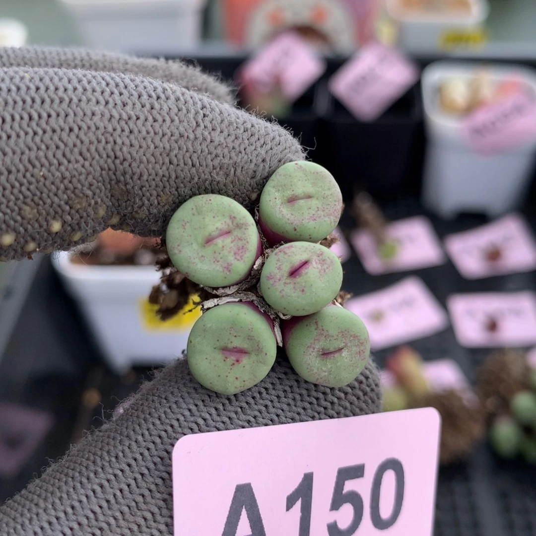 阿150小红嘴母本一颗