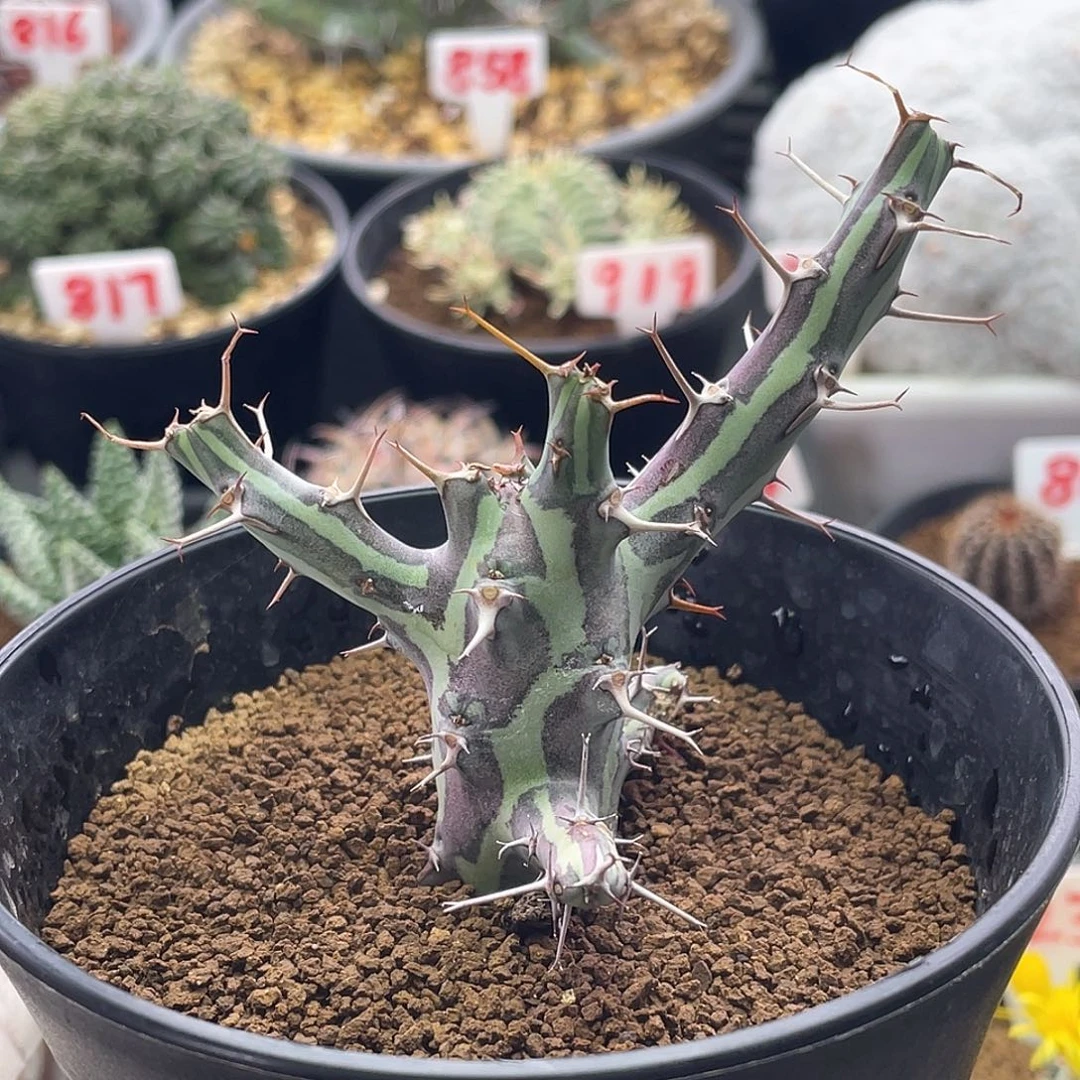 老桩鱼叉大戟仙人球