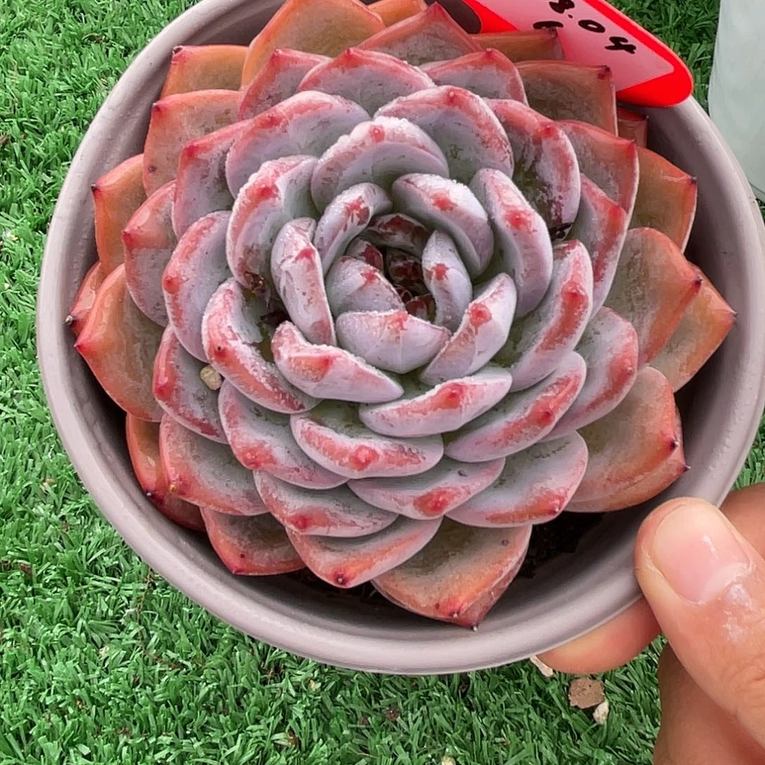 萌肉小筑0804-6果冻橙