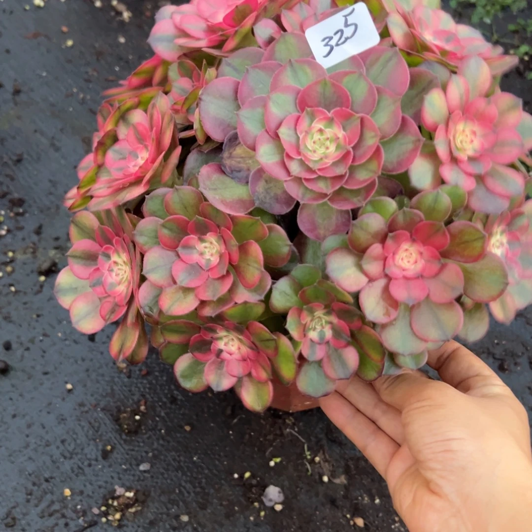 325荔枝多肉植物一