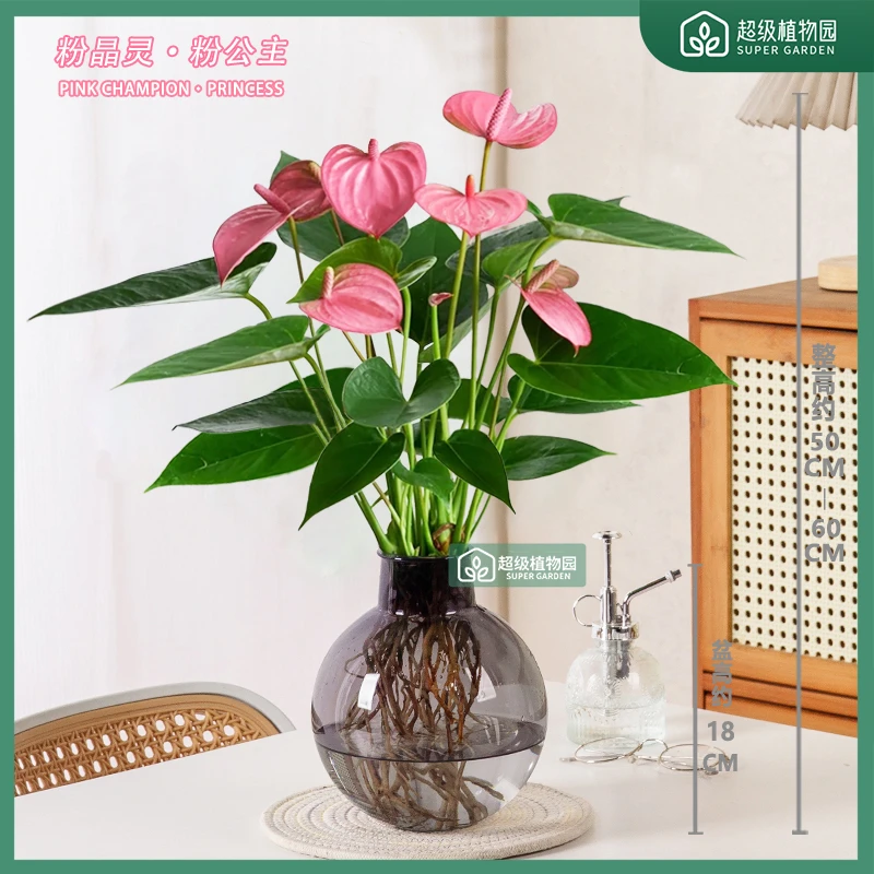 【带花发货】粉掌粉精灵水培花卉盆栽室内绿植客厅净化空气