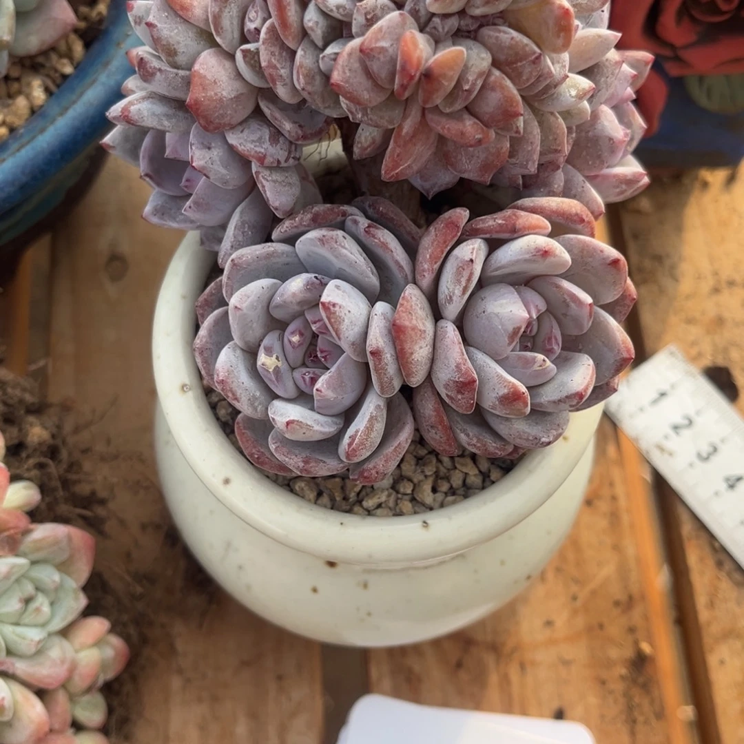 *****橙橙姐的星颖小树一物一拍