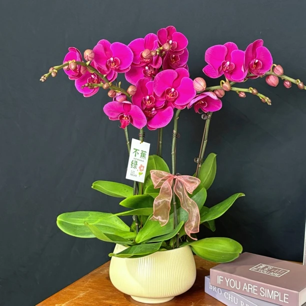 蝴蝶兰（大辣椒）乔迁之喜 送人送礼必备