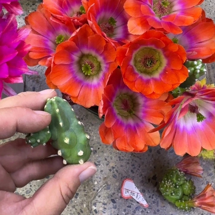 304橘水仙无根侧牙小软，20包邮