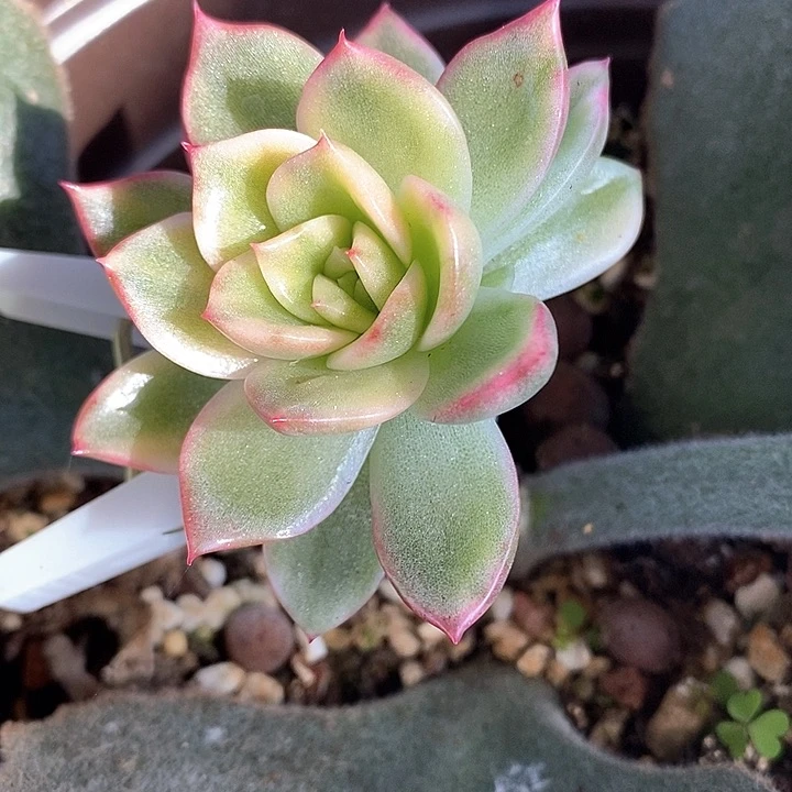 不知名东云一物一拍，