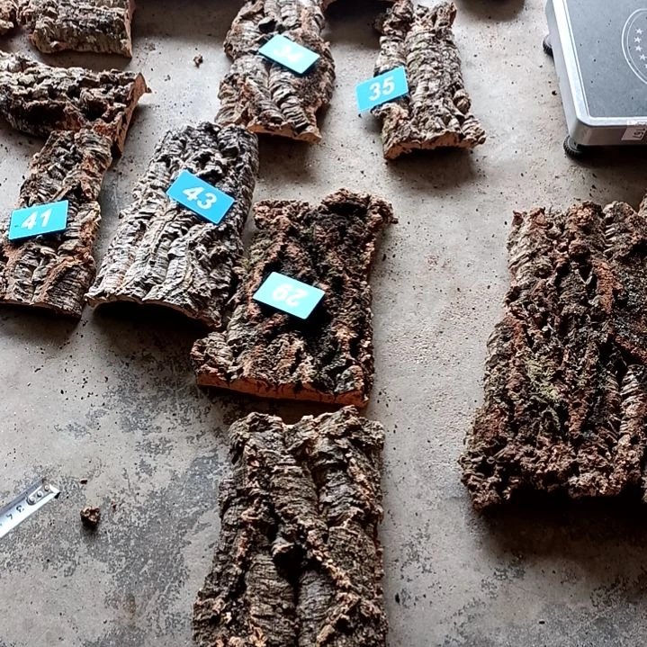 木一物一拍一物一发