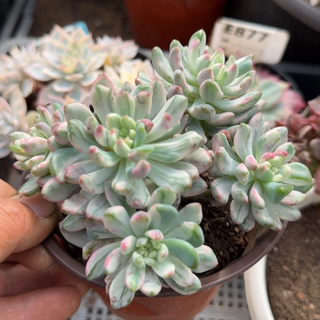 蓝精灵锦惊鸿一物一拍包装收缩花旱