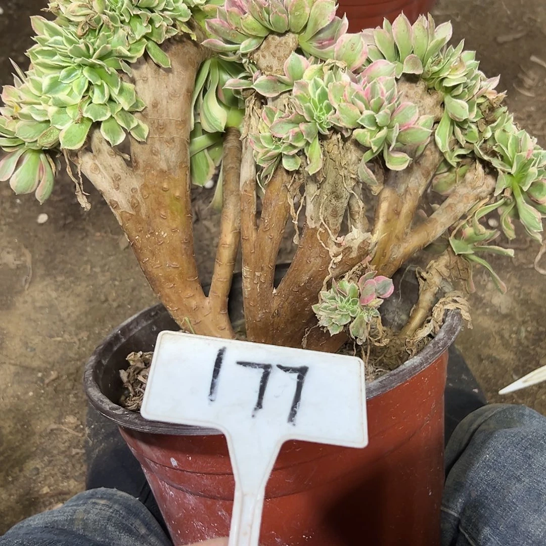 多肉植物女神缀花干伤177