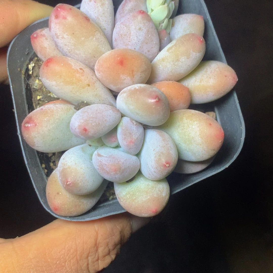 香水双头  （需要9.99包邮不满9.99发叶子）