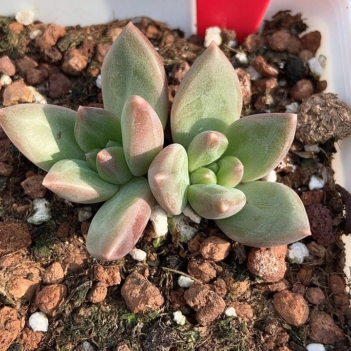 多肉植物迷雾泡泡629