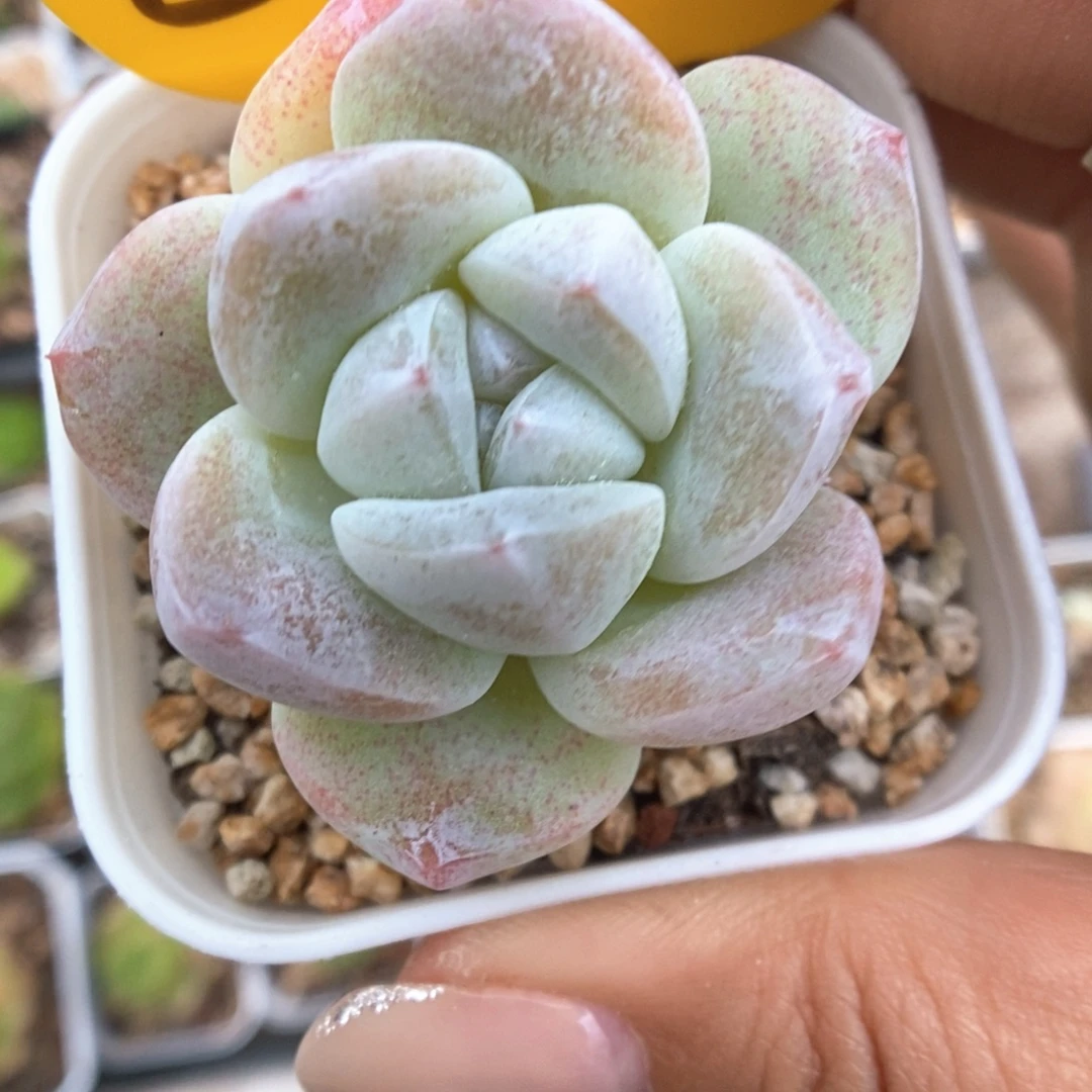 周***函冰玉可拍864号。