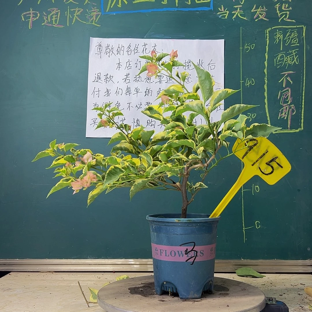 当前无花栽培后可以开花马斯915