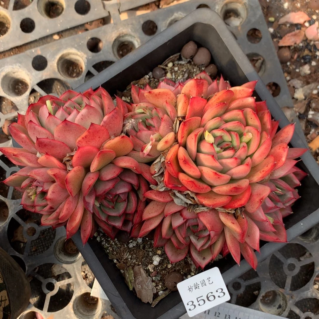 35639杂交精品基地18厘米