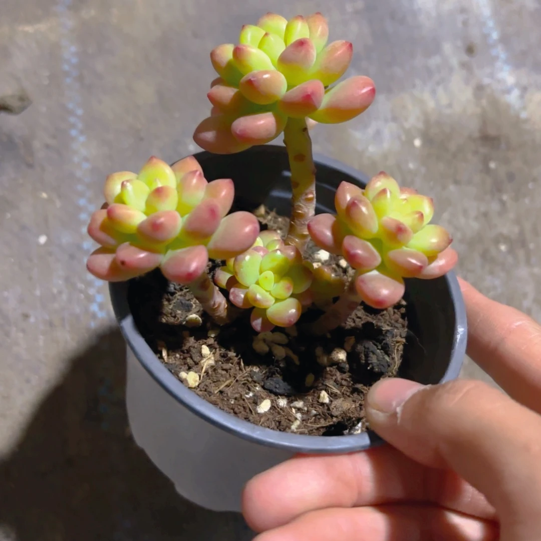 控养香格里拉9cm新疆包邮