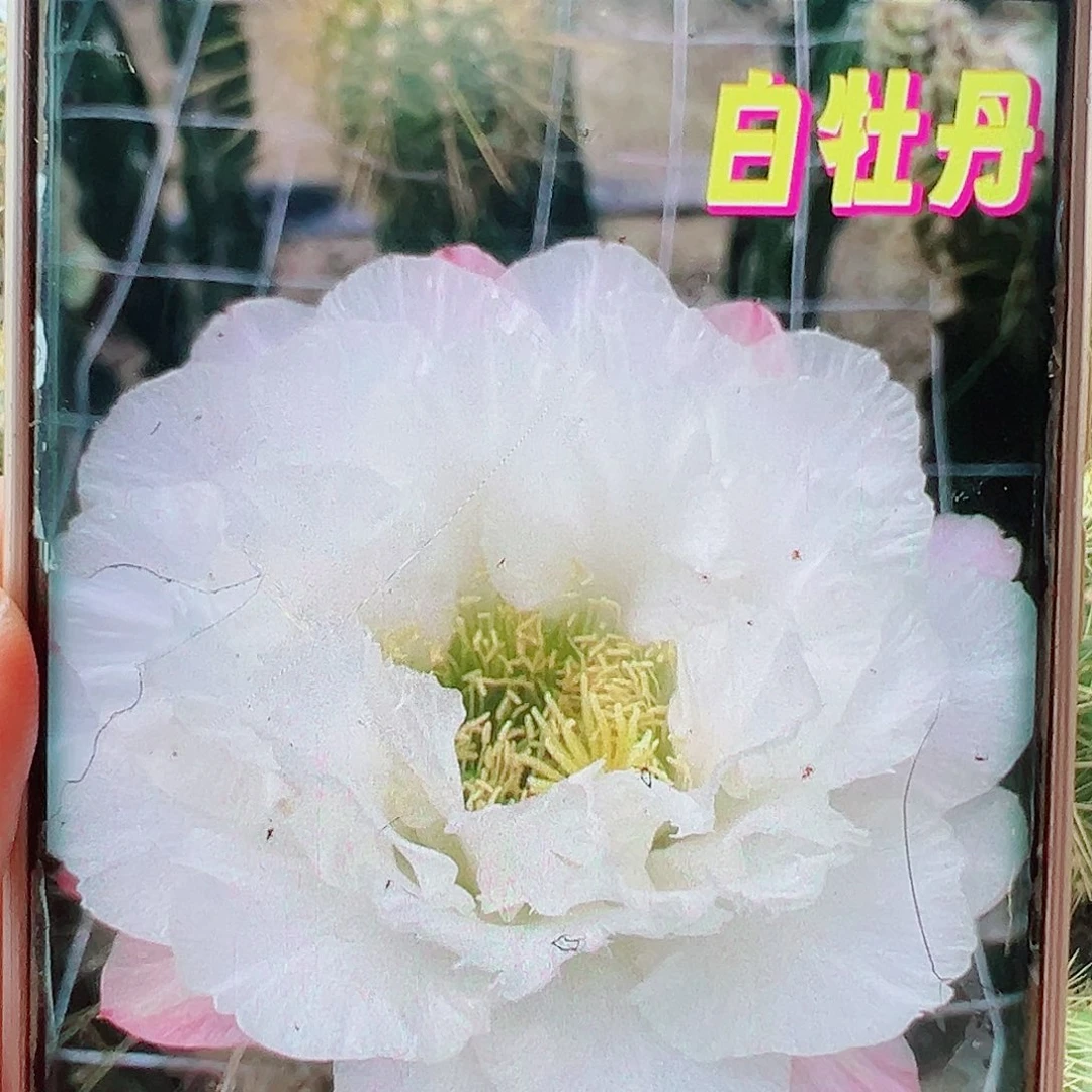 毛花柱白牡丹侧芽 20 包邮