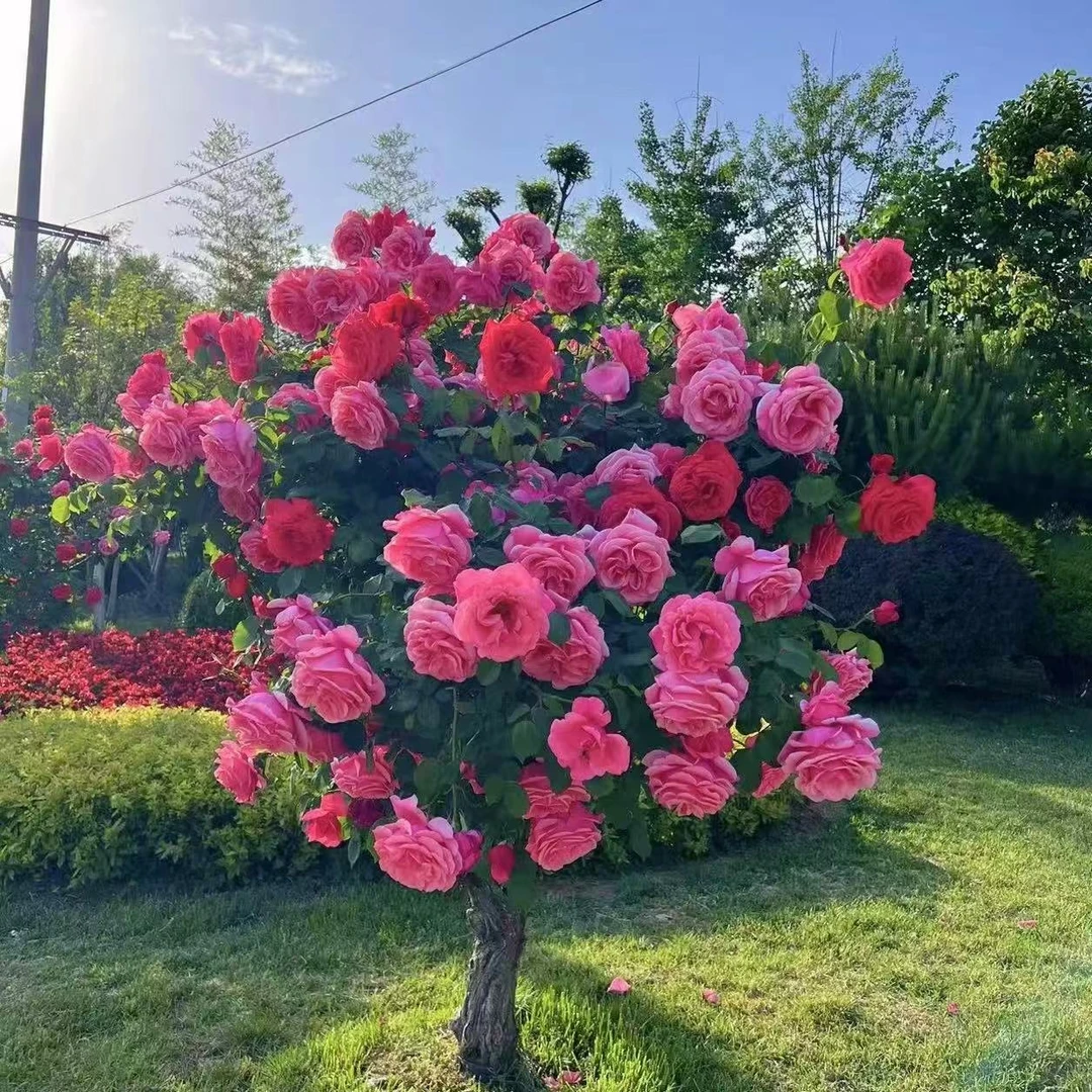 树桩棒棒糖月季玫瑰四季开花庭院阳台（基地月季树桩月季棒棒糖