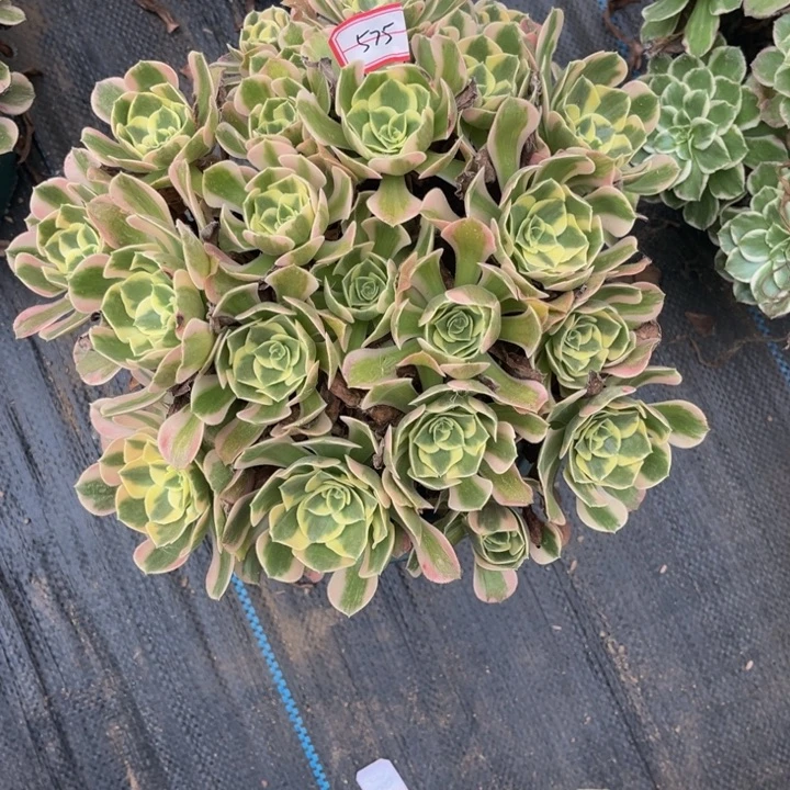 575女郎多肉植物法师