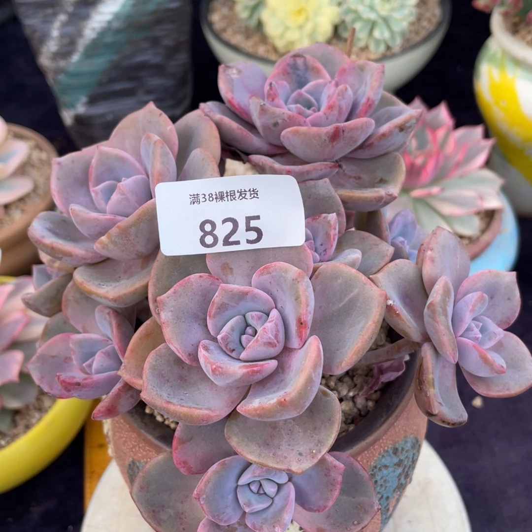 825彩虹糖群生多肉植物一物一拍