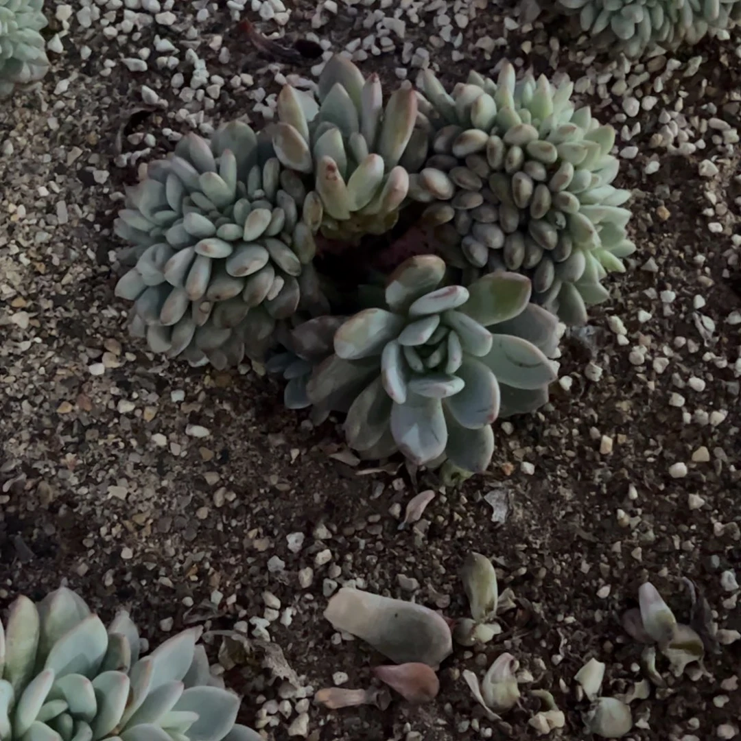 B1-5可分两颗鸡腿一字