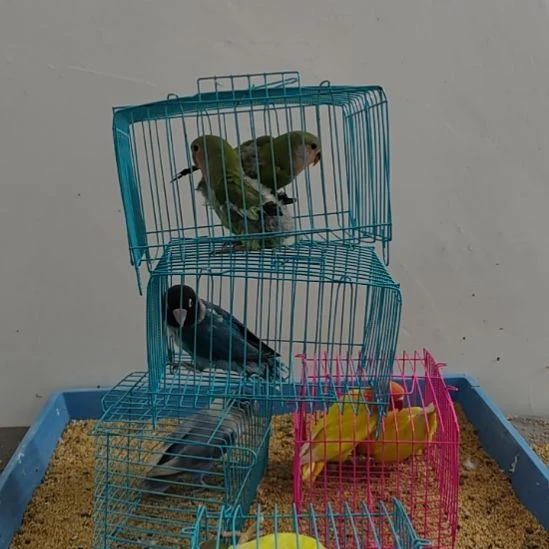 虎皮鹦鹉牡丹鹦鹉鹦鹉2只