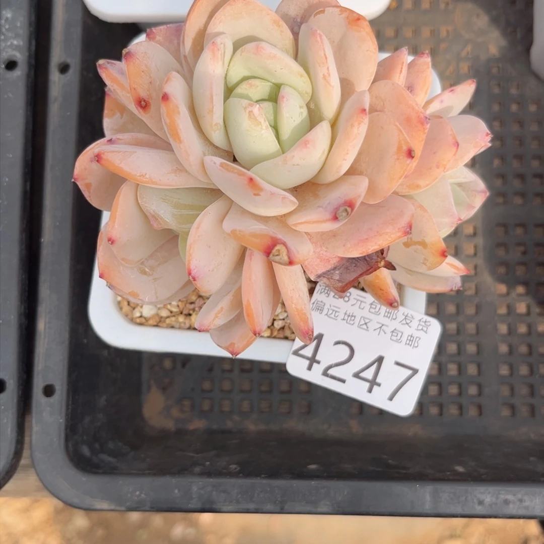 兔***。大4247，v v b v b b b b j