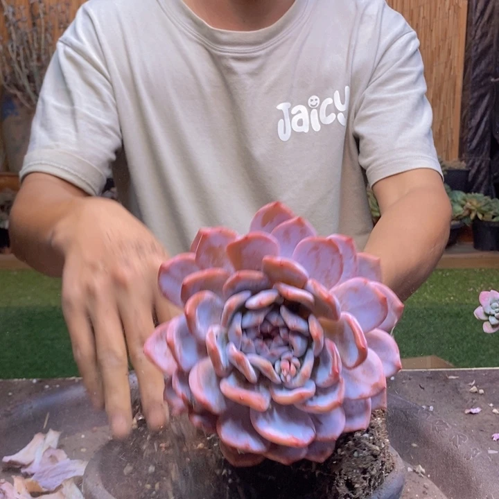 猫***️129号奶盖多肉植物