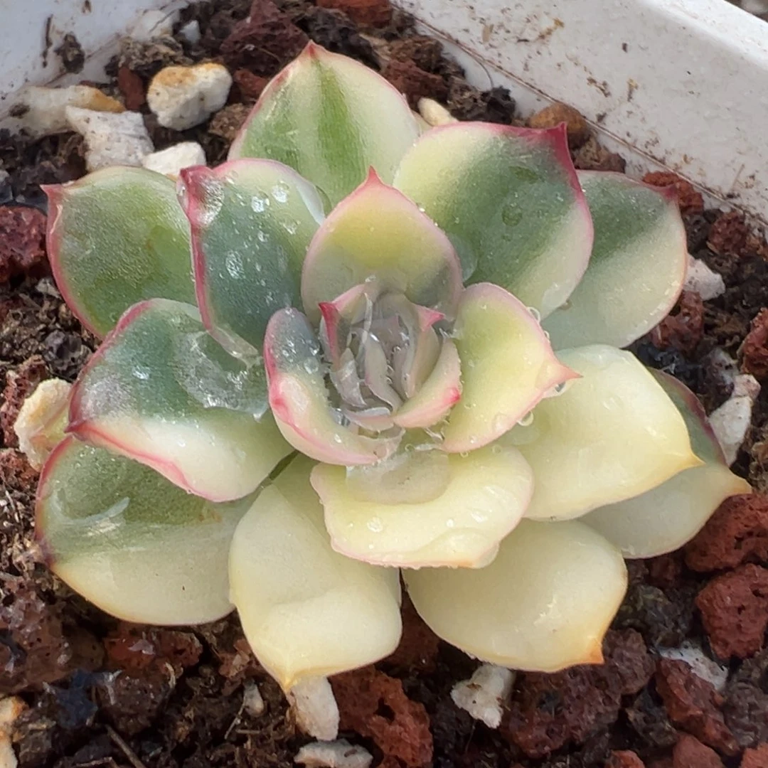 武仙座锦白锦，花脸锦小苗